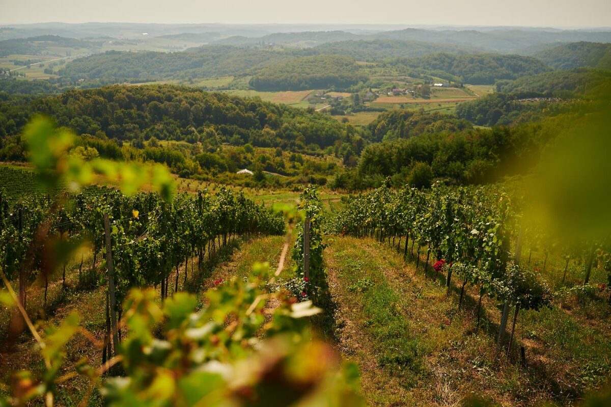 Ekološki Vinogradi (foto Ante Gudelj)