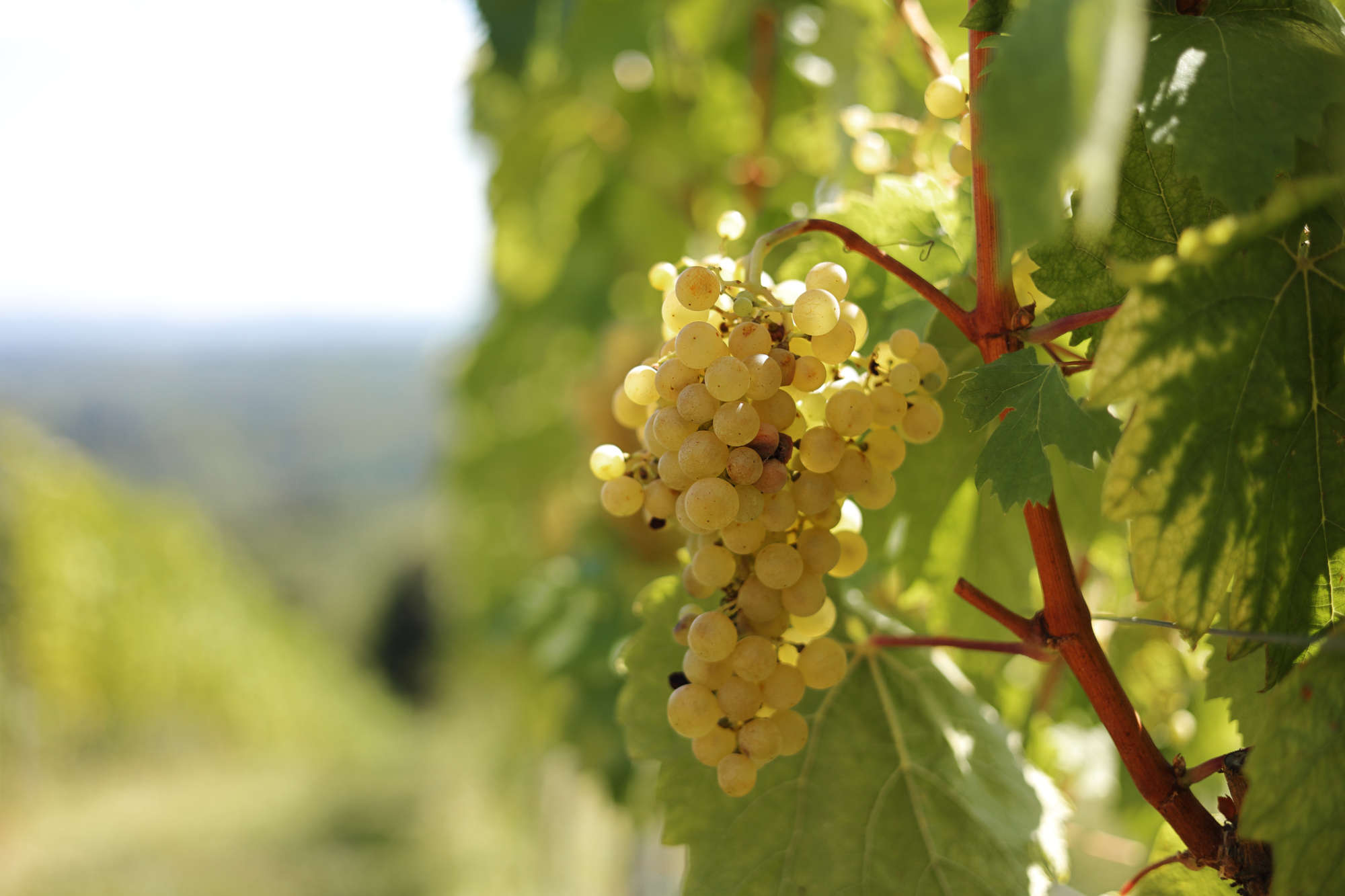 Zagorci posvećeni očuvanju starih sorti vinove loze